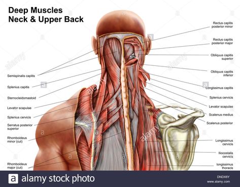 Download this stock image: Human anatomy showing deep muscles in the neck and upper back. - DNDX6Y from Alamy's library of millions of high resolution stock photos, illustrations and vectors. Neck Muscle Anatomy, Human Body Muscles, Human Body Diagram, Erector Spinae, Muscle Diagram, Anatomy Organs, Muscles Of The Neck, Human Muscle Anatomy, Neck And Shoulder Muscles