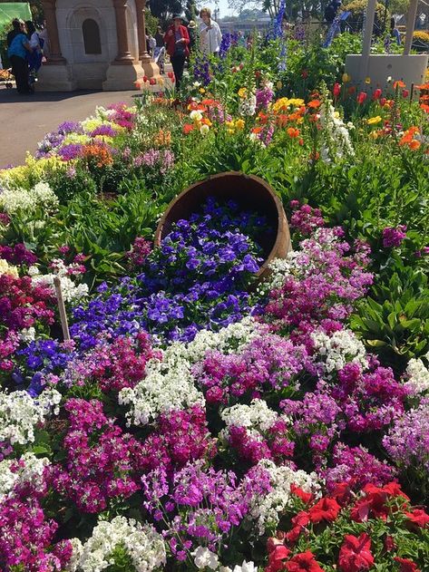 overflowing pots  2018: Best of Toowoomba, Australia Tourism - TripAdvisor Toowoomba Australia, Australia Tourism, Queensland, Trip Advisor, Tourism, Need To Know, Australia, Hotel, Plants