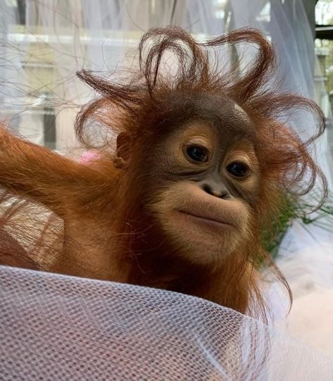 Funny Monkey Pictures, Cute Monkey Pictures, Baby Chimpanzee, Orange Monkey, Baby Orangutan, Alpha Wolf, Monkey Pictures, Saturday Weekend, Monkey 3