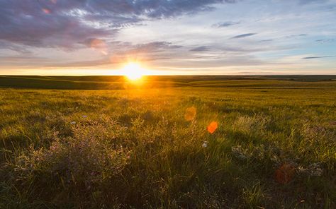 Tallgrass Prairie, Kansas, Location, Mapping, Kansas Day, Bluestem, Indian Grass, Switchgrass, Oklahoma Tall Grass Prairie, Tallgrass Prairie National Preserve, Kansas Day, Tallgrass Prairie, Wind Cave National Park, Zoo Theme, Prairie House, Flint Hills, Gorgeous Places