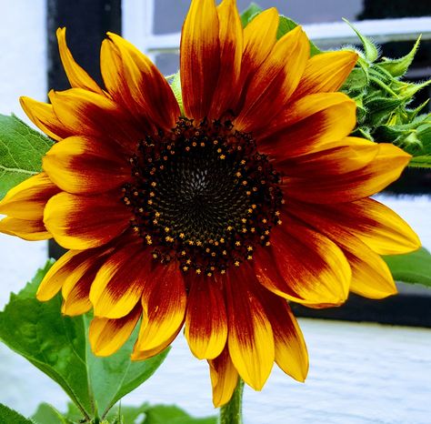 First red sunflower Aug.14, 2017. Red Sun Flowers, Red And Yellow Sunflowers, Red Orange Sunflower Tattoo, Red And Yellow Sunflower Tattoo, Red Sunflower Tattoo, Sunflower Pics, Flower Tats, Red Flower Tattoos, Yellow Tattoo