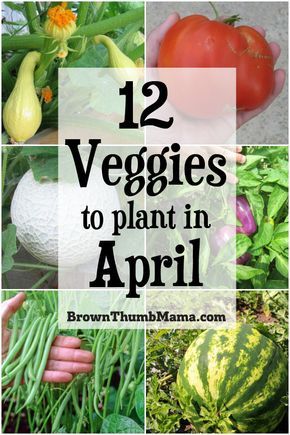 Plant these 12 vegetables in April for an amazing harvest this summer. Includes planting tips and recommended varieties. Vegetables To Plant, Zone 9, Veg Garden, Home Vegetable Garden, Planting Vegetables, Flowers Garden, Veggie Garden, Gardening For Beginners, Shade Garden