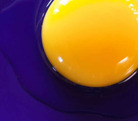 Egg Yolk, via Flickr. Complementary Colors Examples, Contrast Photography, Yellow Photography, Complimentary Color Scheme, Elements And Principles, Color Harmony, Complimentary Colors, Yellow Aesthetic, Photo Projects