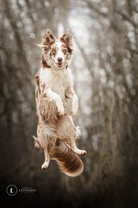 Border Collie Jumping, Action Dog Photography, Canine Reference, Max Tattoo, Unique Dogs, Dog Photography Poses, Dog Jumping, Animal Inspiration, Dog Tricks