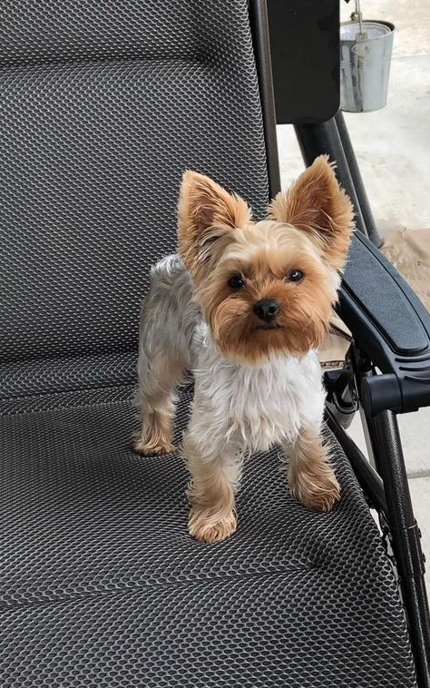 Yorkie Puppy Haircuts, Yorkie Cuts, Yorkie Hairstyles, Puppy Haircut, Yorkie Haircuts, Yorkshire Terrier Haircut, Yorkie Mix, Puppy Mom, Dog Haircuts