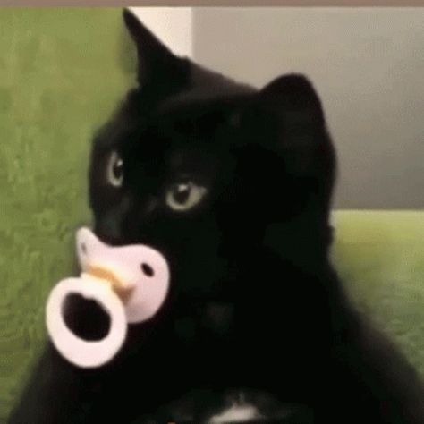 Cat Pacifier GIF - Cat Pacifier Kitten - Discover & Share GIFs Cat With Pacifier, Cat Gif, Animated Gif, Black Cat, Gif, Make Your, On Twitter, Twitter, Black