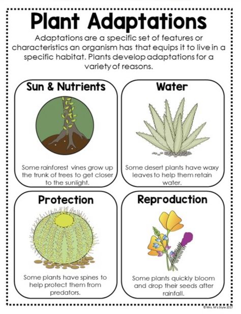 Plants Adaptations Activities, Adaptation In Plants, Plant Adaptations Activities, Adaptations Activities, Air Pollution Poster, Plant Adaptations, Homeschool Nature, Rainforest Theme, Homeschool Nature Study