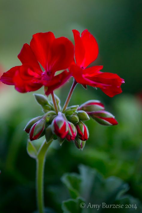 Rozanne Geranium, Geraniums Red, Rose Street, Geranium Flower, Red Geraniums, Love Garden, Beautiful Rose Flowers, The Porch, Arte Floral