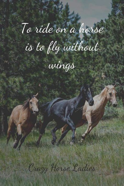 Horse Quotes Meaningful Short, Horse Quotes Meaningful, Quotes Meaningful Short, Flying Without Wings, Equestrian Quotes, Quotes Meaningful, Horse Farm, Short Words, Horse Quotes