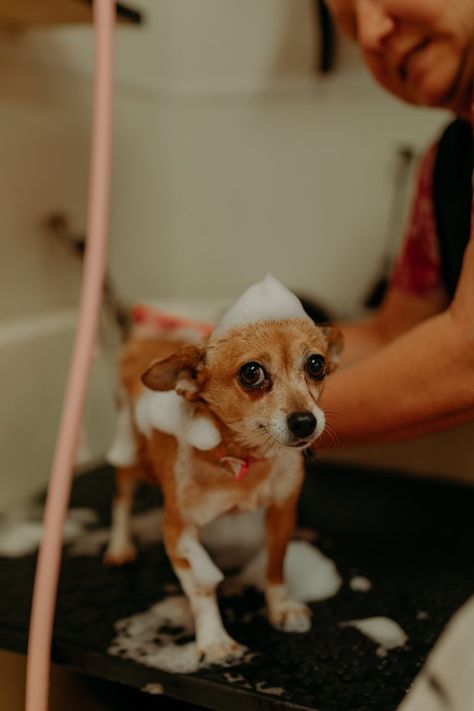 Little Barks Grooming- Calm, Comfortable, Safe, Professional Groom Photoshoot, Dog Grooming Salons, Grooming Salon, Luxury Dog, Pet Grooming, Feeling Happy, Veterinarian, Photography Inspo, Dog Grooming