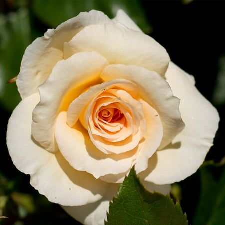 Robert Harkness describes this true beauty as having an air of sublime elegance. The soft apricot shaded buff 3 1/2" blooms are fully double and produced in lovely sprays on straight stems. The continual blooming rose has one of the prettiest bud forms and shapely blooms and may be used wonderfully in indoor arrangements. A vigorous, disease-resistant, upright bush that covers itself with dark green foliage that makes a dramatic background for its delicately beautiful blooms. Petals 24. Size: 3' Root Plants, Dramatic Background, Bush Plant, Rose Plant, Rose Flower Pictures, Heirloom Roses, Rose Pictures, Hybrid Tea Roses, Starter Plants