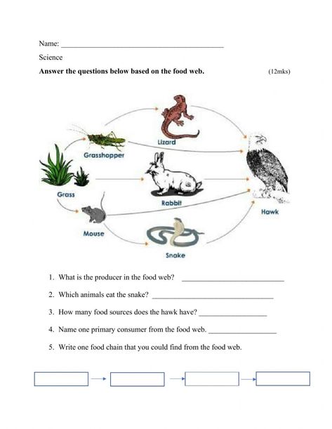 Food Chain And Food Web Worksheets, Food Chain Worksheets Grade 4, Food Chains And Food Webs, Food Chain Worksheet, Food Web Worksheet, Food Web Activities, Nye Food, Muscle Diagram, Food Webs