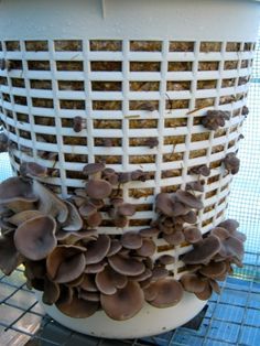 Grow Mushrooms, Growing Mushrooms At Home, Mushrooms Growing, Mushroom Cultivation, Garden Mushrooms, نباتات منزلية, Earthship, Food Garden, Small Farm