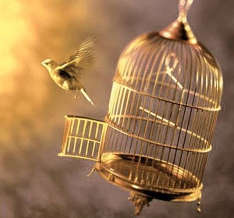 Whatsapp Dp Images Pics Photo Pictures Wallpaper Download And Share Bird Set Free, Archangel Zadkiel, Cage Decor, Bird In A Cage, Bible Songs, Elie Wiesel, Freedom Quotes, Bird Free, Dp Images