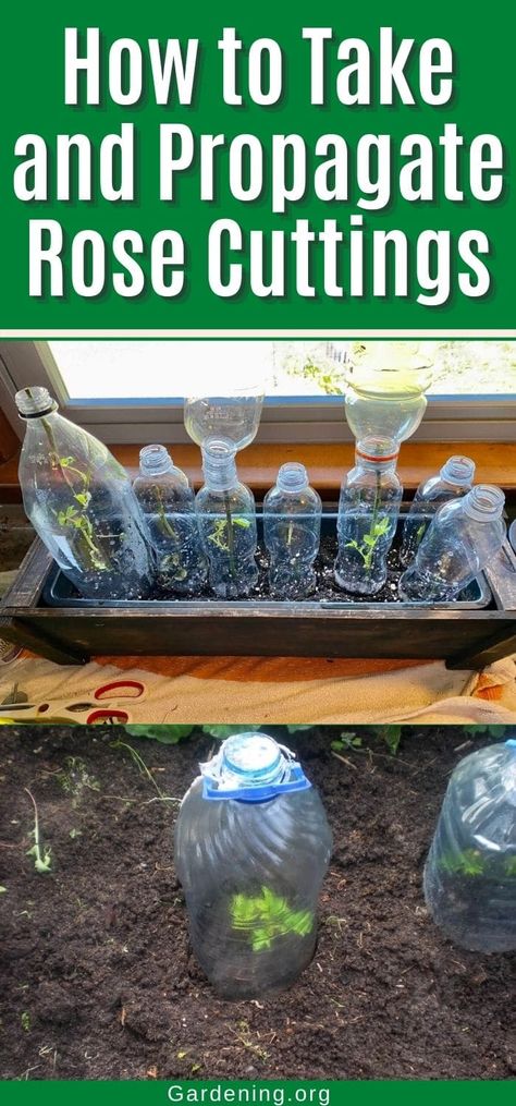 Propagating roses from cuttings is easy and fun. You can start with a few cuttings and grow it into a beautiful rose bush. How To Start A Rose Bush From A Stem, Starting Roses From Cuttings, Propagating Roses From Cuttings, Rose Planting Ideas How To Grow, Propogate Roses, Growing Roses From Cuttings, Rose Propagation, Planting Rose Bushes, Grafting Roses