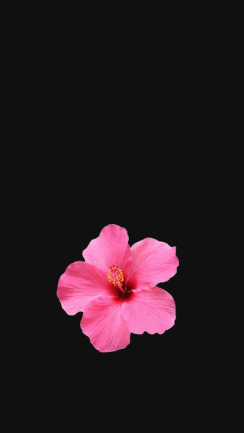 Flowers Black Background, Simple Phone Wallpapers, Flowers Photography, Flower Wallpaper, Dark Aesthetic, Pretty Flowers, Black Backgrounds, Aura, Phone Wallpaper