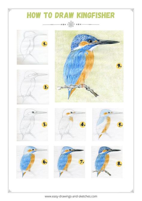 Learn how to draw Kingfisher bird in few simple steps Simple Bird Drawing, Kingfisher Art, Disney Character Drawing, Bird Sketch, Kingfisher Bird, Bird Crafts, Watercolor Paintings Easy, Butterfly Drawing, Watercolor Art Lessons