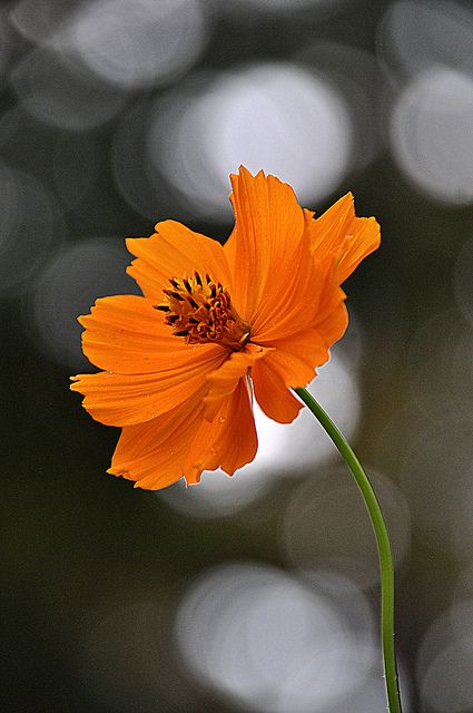 Orange Flower, Exotic Flowers, Flowers Nature, Flower Photos, Flower Pictures, Orange Flowers, Love Flowers, Amazing Flowers, Flower Wallpaper