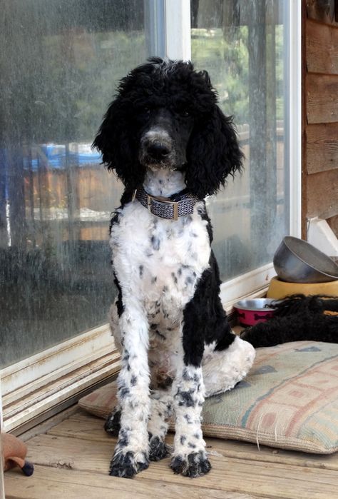 Shifting Aesthetic, Poodle Doodles, Goldendoodle Haircuts, Poodle Mix Breeds, Grooming Ideas, Parti Poodle, Dog Grooming Styles, Poodle Haircut, Poodle Cuts