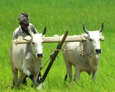 Village Tour is organized for the interested visitors. The tour covers villages around “Chukki Mane” located at a distance of about 5Km, namely Javanaganahalli, Belakavadi, Hosalli and Kiragasur. - See more at: http://www.chukkimane.com/tours/village-tour Indian Farming, Agriculture In India, Agriculture Pictures, Farmer Painting, Agriculture Photography, Agriculture Photos, Farmers Day, Green Village, Pet Resort