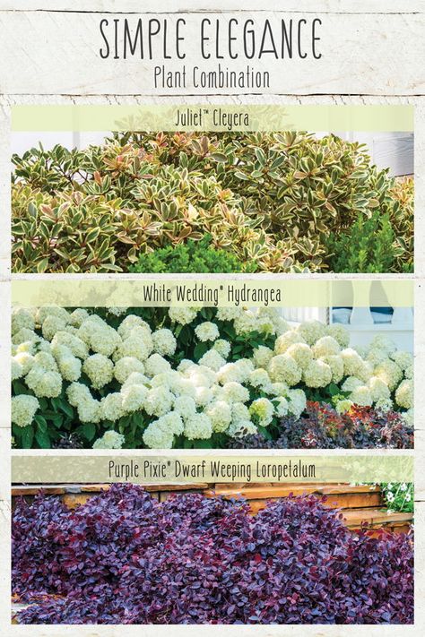 A Sophisticated Trio Of Shrubs Brings A Touch Of Class To Any Garden. See the details on these beauties! #plantcombinations #gardendesign #gardeninspiration #gardenexperts #gardenadvice Cleyera Landscaping, Lorepetulam Landscaping, Juliet Cleyera, Loropetalum Landscape Ideas, Weeping Loropetalum, Hydrangeas Landscaping, Tennessee Gardening, Hydrangea Flower Bed, Foundation Plants