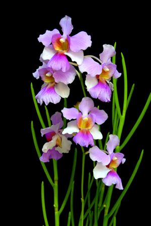 Papilionanthe 'Miss Joaquim' Vanda Miss Joaquim, Orchid Photography, Vanda Orchids, Rare Orchids, National Flower, Exotic Orchids, Orchids Garden, Unusual Flowers, Purple Orchids