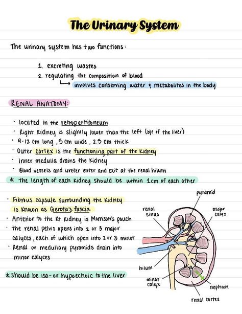 This is the second half of the abdominal ultrasound course notes bundle! Ultrasound Notes, Abdominal Ultrasound, Radiology Student, Ultrasound Technician, Urinary System, Nursing School Essential, Nursing School Motivation, Medical School Life, Basic Anatomy And Physiology