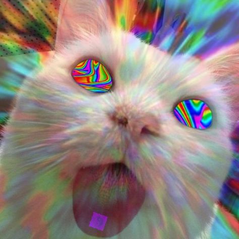 Wholesome Cat, Cat Edit, Trippy Cat, Trippy Pictures, Trippy Aesthetic, Trippy Designs, 70s Sci Fi Art, Psychadelic Art, Trippy Painting