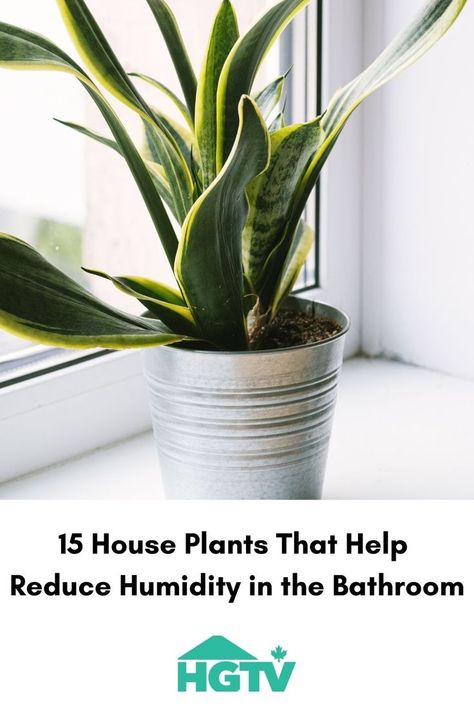 Snake plant on a bathroom window shelf Plants For Bathroom, Best Plants, Bathroom Plants, Cool Plants, The Bathroom, Indoor Plants, House Plants, To Work, Planter Pots