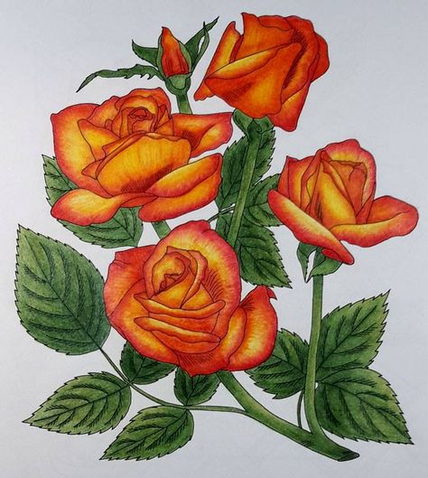 Coloured By Susan Marie Huguenard‎. This is from Dover's Favorite Roses. I used CraZart pencils Orange Rose Drawing, Floral Reference, Sunset Canvas Painting, Vintage Embroidery Transfers, Free Printable Coloring Sheets, Beautiful Flower Drawings, How To Shade, Rose Drawing, Rose Pictures