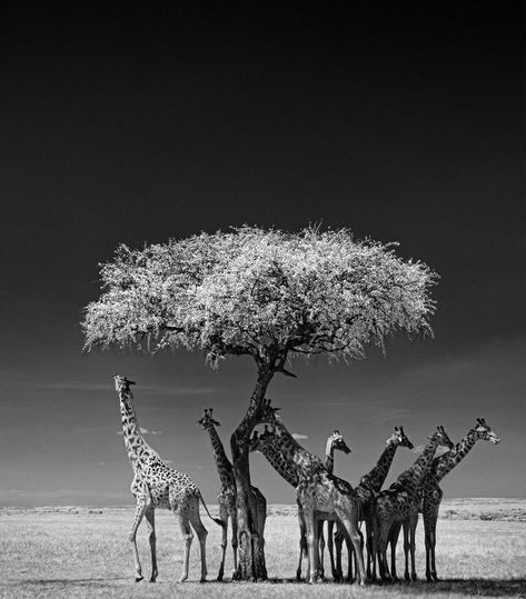 Black & White on Twitter: "Tower of giraffes Maasai Mara National reserve, Kenya. 📷 Ken Geiger ⚫⚪… " Maasai Mara, Animal Activism, Acacia Tree, Animal Groups, Wildlife Photos, African Wildlife, Maasai, African Animals, Giraffes