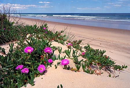 Carpobrotus glaucescens - commonly known as pigface and it's tough as old boots. I've grown it in every garden I've ever had. Beach Plants, Sustainable Garden Design, Beach House Garden, Australian Native Garden, Australian Plants, Cottage Garden Plants, Beach Gardens, Australian Native Plants, Australian Garden