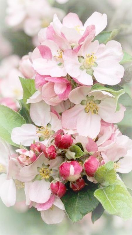 Apple blossoms ~Debbie Orcutt Pink Spring, Blossom Trees, Spring Blossom, Apple Blossom, Flowering Trees, Flower Beauty, Flowers Nature, Beautiful Blooms, Flower Pictures