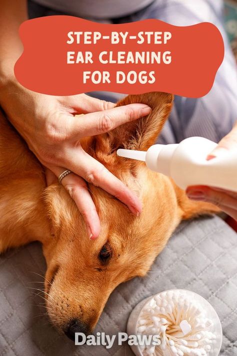 Clean Ears, Cleaning Dogs Ears, Dogs Ears, Dog At Home, Dog Shaking, Dog Grooming Tips, Grooming Tips, Dog Health Care, Do's And Don'ts