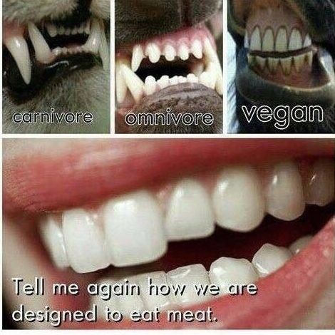 Tell me again how we were designed to eat meat? Odd Creatures, Vegetarian Quotes, Vegan Facts, Vegan Memes, Vegan Quotes, Why Vegan, Vegan Humor, Brain Cells, Vegan Inspiration