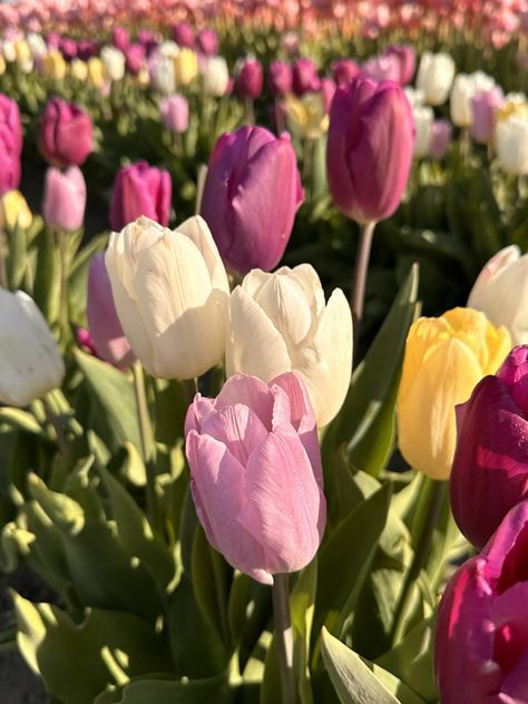 Downloadable printable file of pink and purple tulips at Skagit Valley Tulip Festival, 2023. Can be printed out to create all kinds of artwork. Tuplets Flowers, Amazing Flowers Photography, Tulips High Quality, Tulips Violet, Tulip Flower Pictures, Tulips Photo, Flower Pink Tulip, Tulip Photo, Tulips Aesthetic