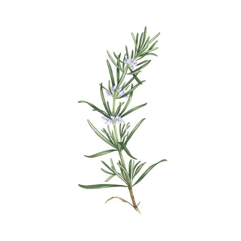 Rosemary Tattoo Meaning, Herbs Drawing, Rosemary Tattoo, Herb Tattoo, Culinary Tattoos, Tattoo 2024, Wrap Tattoo, Fun Tattoos, Small Girl Tattoos