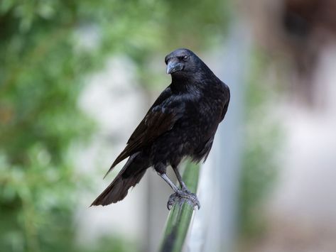 Crow Cawing, Flock Of Crows, Backyard Animals, Emotional Attachment, Spirit Realm, Spiritual Animal, A Crow, Traffic Lights, Migratory Birds