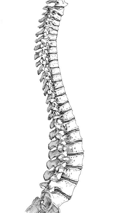 Backbone Drawing, Spine Drawing, Santa Monica College, Anatomy Tattoo, Human Spine, Skeleton Drawings, Cyborgs Art, Graffiti Wallpaper Iphone, Human Anatomy Drawing