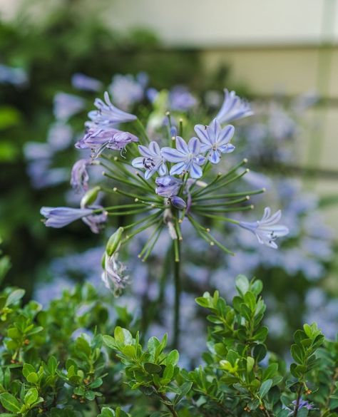 Staff pick Saturday 🫶 👩‍🌾 ⁠ ⁠ "I love agapanthus because the long leaves and blue blooms are so whimsical! They are great perennials for beds and borders in a yard." - Ashley⁠ 🌿⁠ ⁠ Agapanthus, or Lily of the Nile, love full to part sun and are well suited for the loamy soil in South Carolina. Stop in and get planting this weekend! Agapanthus Around Pool, Agapanthus Illustration, Aganthus Green, Agapanthus White, Agapanthus Tinkerbell, Loamy Soil, Agapanthus Plant, Lily Of The Nile, The Nile