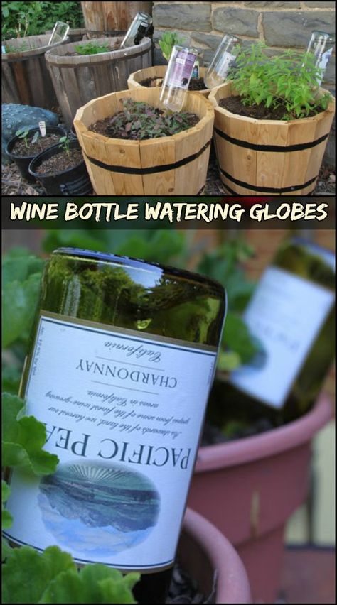 Plants Good For Cats, Upcycle Wine Bottles, Self Watering Bottle, Wine Bottle Upcycle, Garden Beds Diy, Wine Bottle Garden, Indoor Plants Decor, Beds Diy, Plants In Bottles