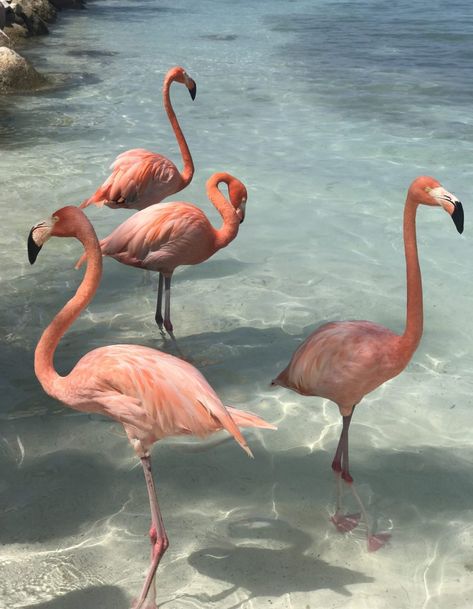 Flamingo Wallpaper, Flamingo Beach, Bedroom Wall Collage, Caribbean Beaches, Picture Collage Wall, Pink Vibes, Photo Wall Collage, Picture Collage, Beach Aesthetic