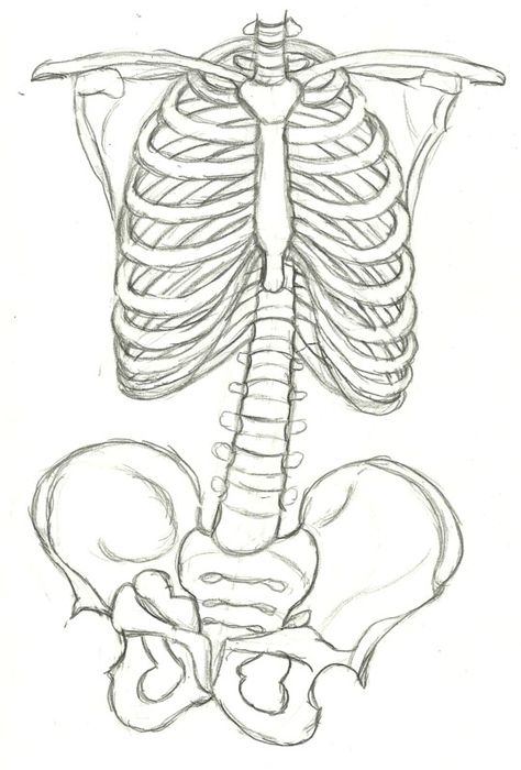 ribcage Rib Cage Drawing, Lungs Drawing, Human Ribs, Bone Drawing, Skeleton Drawings, Anatomy Sketches, Skeleton Art, Diy Stuff, Anatomy Art