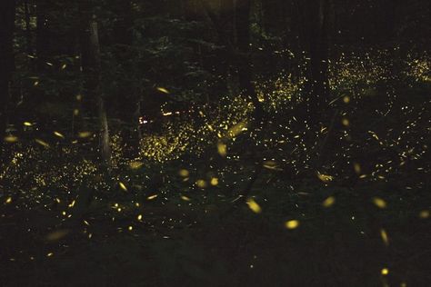 Want to experience the ultimate light show in nature? Look no further! Our ultimate guide to catching the synchronous fireflies in the Smoky Mountains is here to make your summer glow brighter than ever! 🌟✨ From submitting your lottery ticket to tips on how to avoid firefly traffic jams (yes, it's a thing), we've got you covered. Get ready to light up your Insta feed with some epic firefly selfies and memories that'll spark joy for a lifetime! 🔥💫 ... #GlowWithTheFlow #SynchronousFireflySqua... Firefly Aesthetic, Fireflies Aesthetic, Synchronous Fireflies, Firefly Lantern, Fire Flies, Blood Mage, Fire Fly, 2025 Moodboard, Lottery Ticket