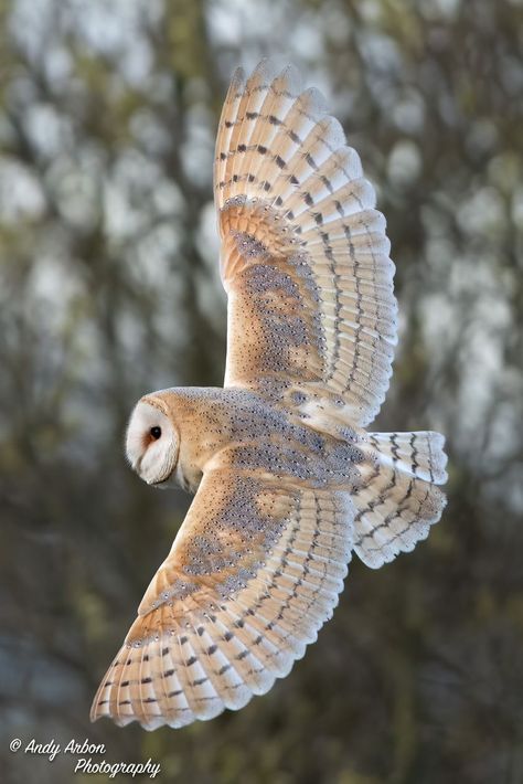 Owl Reference, Barn Owl Flying, Barn Owl Drawing, Owl Habitat, Owl Sounds, Flying Owl, Owl Species, Owl Wings, Barn Owls