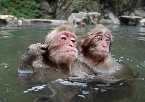 Monkey Bath | Flickr - Fotosharing! Monkey Bath, Hard Images, Wallpaper Bathroom, Take A Bath, Bathroom Wallpaper, Monkeys, Compass, Take A, Bath