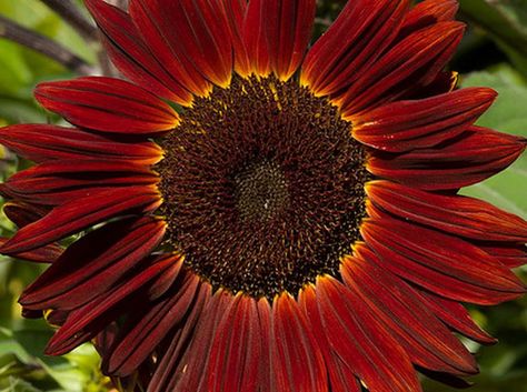 Sunflower Moulin Rouge Sunflower Seeds  by thegardenstudio on Etsy Velvet Queen Sunflower, Red Sunflowers, Seed Kit, Red Garden, Helianthus Annuus, Permaculture Design, Sunflower Garden, Attracting Bees, Burgundy Flowers