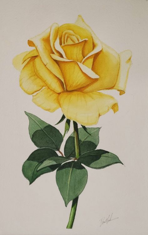 Yellow Rose Watercolor, Yellow Rose Flower, Painting Flowers Tutorial, Rose Watercolor, Flower Art Drawing, Rose Drawing, Watercolor Painting Techniques, Color Pencil Art, Flower Art Painting