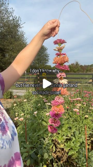 Kara Jamison | Cut 🌸 Garden Grower &  Educator on Instagram: "LMK if you wanna see what it looks like dried! ⬇️  Zinnia garland couldn’t be easier! All you need is bind wire and zinnias!  Comment BW and I’ll DM you a link to the bind wire I used.   • Cut a long piece of bind wire to your desire & make it a tad longer (see why below). Make a small loop on one end so you can hang it on something after you finish making the garland. • Harvest zinnias from your garden and cut the stems off right to the flower head  • with the flower head facing down, poke the bind wire through the center of the zinnia & keep stringing until done! I found after several zinnias, I needed to snip the bind wire to get a sharp piece again to pierce the zinnia (so be careful when doing this project! 😄) • Once you Pressed Zinnias, Dried Zinnias, Dried Flower Garland, Zinnia Flowers, Flower Garlands, Cut Flowers, Flower Crafts, All You Need Is, Dried Flowers