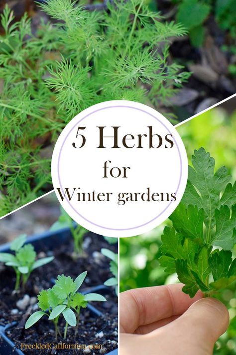 Winter Herbs Outdoor, Herb Garden Plans, Winter Herb Garden, Annual Herbs, Fall Gardening Ideas, Fall Herbs, Winter Herbs, Backyard Homesteading, Raised Herb Garden